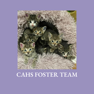 Fundraising Page: CAHS Foster 
