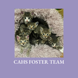 Team Page: CAHS Foster 